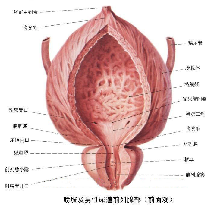 引發(fā)膀胱炎的誘因有哪些