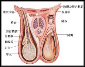 睪丸炎預(yù)防應(yīng)該采取哪些措施