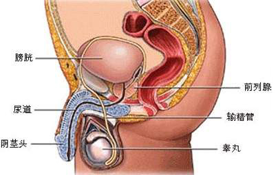 前列腺囊腫的癥狀表現(xiàn)是什么